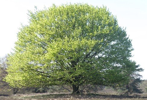 Mustard tree