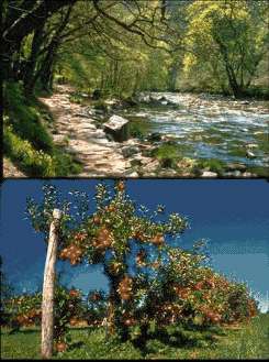 Vegetation and plants