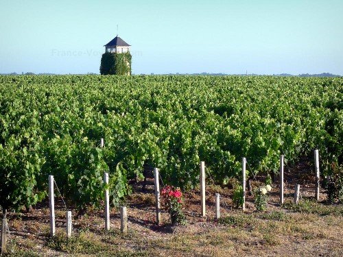 Vineyard